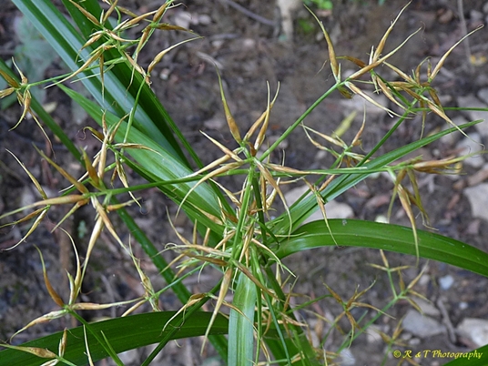 {Rhynchospora corniculata}